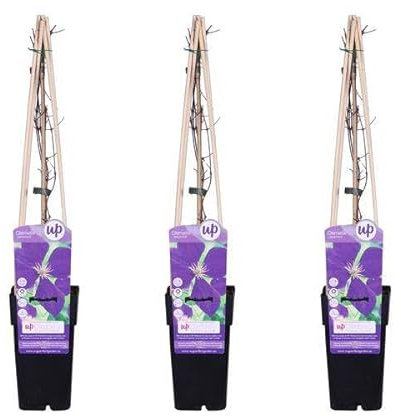 Waldrebe - Clematis Jackmanii - ↨65cm - Ø15cm - 3 Stück