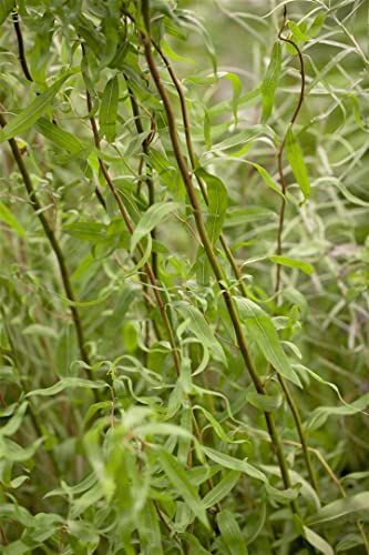 Salix matsudana 'Tortuosa' 60-100 cm - Korkenzieherweide, dekorative gedrehte Zweige, ideal für Solitärstellung, winterhart und pflegeleicht
