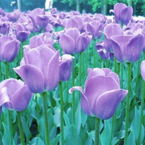 Tulpen zwiebeln,winterharte pflanzen,tulpenzwiebeln winterhart mehrjährig,erhältlich in gefüllten Sorten,Frühlingsblüher,pfingstrosen tulpenzwiebeln(nicht künstlich,große Stiele)-25zwiebeln-D