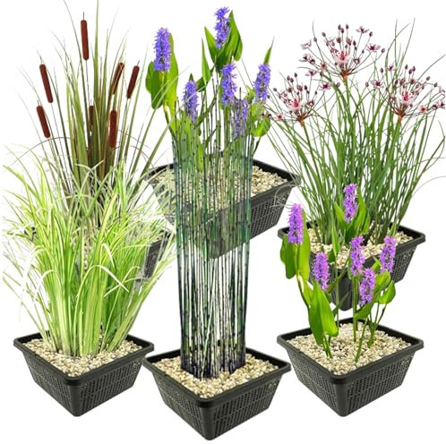 vdvelde.com - wasserpflanzen Set - L - - Kombi-Set- 24 Pflanzen- Platzierung: -1 bis -10 cm