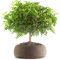 Super Pepe Bonsai Altezza 35 cm, Pianta Vera, per Interno, Vaso Artigianale in Terracotta - Marrone