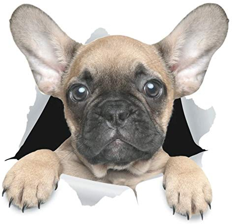 Sticker-Designs 10cm! Klebe-Folie Wetterfest Made-IN-Germany hell-braun French Bulldog Französische Bulldogge Hund Welpe D801 UV&Waschanlagenfest Auto-Aufkleber Profi-Qualität!