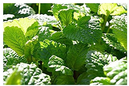 Stk - 25x Riesen Zitronenmelisse Lemon Kräuter Gewürz Pflanzen - Samen A298 - Seeds & Plants Shop by Ipsa