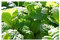 Stk - 25x Riesen Zitronenmelisse Lemon Kräuter Gewürz Pflanzen - Samen A298 - Seeds & Plants Shop by Ipsa