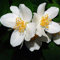Duftender Bauernjasmin Pfeifenstrauch Falscher Jasmin offene duftende Blüte ca. 60-100 cm 3 Liter Topf