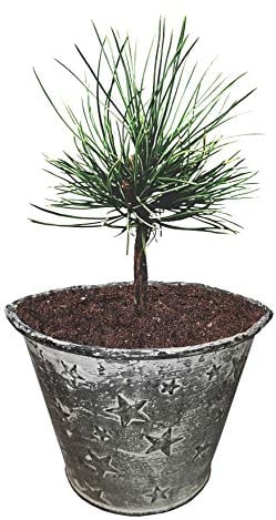 Seedeo® Zirbel-Kiefer/Zirbe (Pinus cembra) ca. 10 cm hoch Geschenkedition Topf mit Sternen