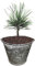 Seedeo® Zirbel-Kiefer/Zirbe (Pinus cembra) ca. 10 cm hoch Geschenkedition Topf mit Sternen