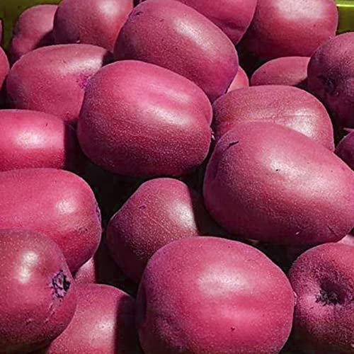 Haloppe 20 Pz Semi di Kiwi per la Piantagione del Giardino di Casa, Semi di Kiwi Rosso Actinidia Bonsai Albero da Frutto Pianta da Giardino Semi di Kiwi