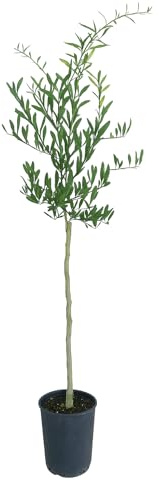 Pianta di Finger Lime Eremorange (Giallo) - Immagine reale