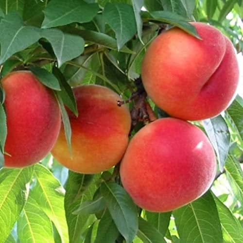 Pianta vera di Pesco Noce nano Necta Me var. Venus Rosso - Diametro Vaso Ø 20 cm