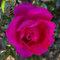 'My Dad' Potted Rose - Beautiful Dark Pink Blooms - Lovely Gift Idea - 4 Litre Pot