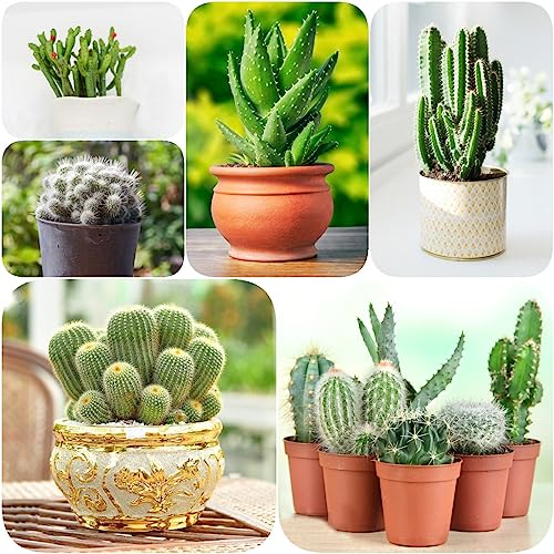 100 Stücke Kakteen kaktus samen, Kaktus Pflanze, kaktus pflanze echt zimmerpflanzen (Opuntia dillenii) grünpflanzen pflanzen samen indoor bonsai samen, cactus blossoms sukkulenten