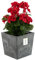 Blumentopf Blumenkübel 10 L mit Einsatz 7,5 L Beton-Optik H 23,5 cm Blumentopf aus Kunststoff Pflanzkübel übertopf Quadrat Beton-struktur Grau Beton Farbe Fürinnen/Aussen Bereiche Garten Patio Wohnzim
