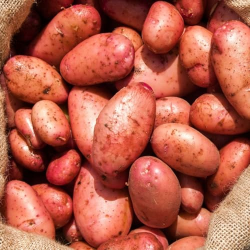 Carbeth Plants - Seed Potatoes Organic Sarpo Mira 1.5kg Bag - Red Skinned Maincrop Tubers - High Yielding Easy to Grow Disease Resistant Variety - Popular All Rounders for Roasting Baking & Mashing