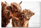 LASER unit Wandbild Schottisches Hochlandrind | Tiere | Alu Dibond Weiss | 70 x 50 cm | Kunstdrucke | Galerie Qualität
