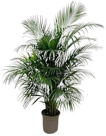 Dypsis Lutescens (Areca) 150 cm - ø24