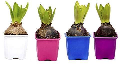 Bulbo de Jacinto 4 Unidades Mix Colores Maceta 7cm Altura 15cm Planta Natural