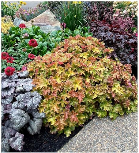 10 x Heuchera Hybride 'Marmalade' im 1 Liter Topf (Staude/Winterhart/Bodendecker/Mehrjährig/Immergrün) Purpurglöckchen - Ein Farbenspiel aus Honig, Kupfer und Bernstein - von Stauden Gänge