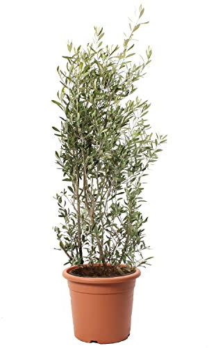 KENTIS - Olea Europaea con Decorazione Vaso in Juta - Pianta di Ulivo - Piante da Frutto da Esterno Vere Resistenti - Olivo Vero Pianta da Giardino - H 125-150 cm Ø 30 cm