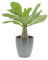KENTIS - Brighamia Insignis Palma delle Hawaii - Piante Vere da Interni Succulenta - Pianta da Appartamento Ornamentale - H 25/35 cm Vaso Ø 12 cm