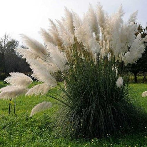 Semi di Pampas Grass Bianchi, Piume Decorative per Giardino e Artigianato, Plume Blanche seeds