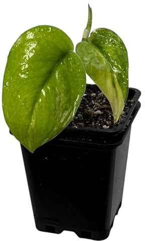 Scindapsus variegata jade satin variegata, plante d'intérieur rare avec panachage, plante grimpante pour tige de mousse, tuteur et jungle d'intérieur, plante de collection exclusive pour les espaces