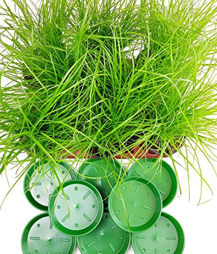 Hierba para gatos con platillo - Planta para pienso A1 calidad MPS controlada