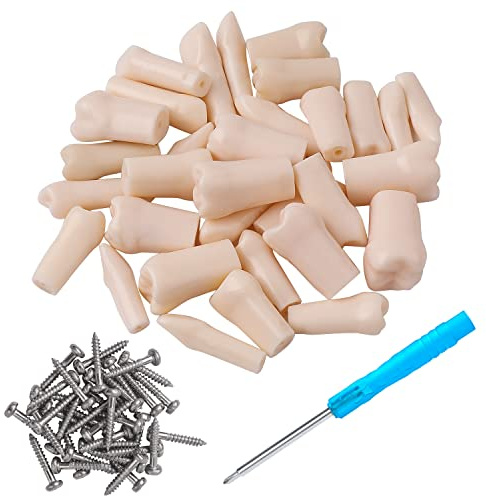 faruijie Typodont Zähne - für Typodont Dental Zähne Modell herausnehmbare Zähne Verwendung für Praxis und Lehre (28)