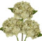 Briful 3 flores artificiales de hortensias de seda color crema de 33 cm para decoración del hogar, cocina y baño