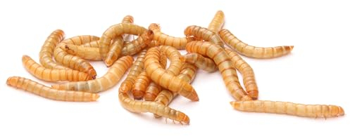 easy Zoo Mehlwürmer lebend 1 kg | Lebendfutter für Reptilien, Vögel | Vogelfutter, Reptilienfutter | Geschmacklos | 1 kg