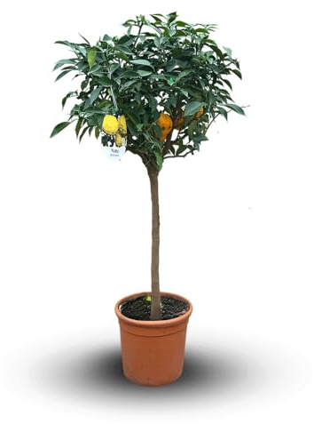 Attitude Jardin - Citronnier yuzu - agrume méditerranéen - arbre fruitier - 110-120 cm - ⌀ 24 cm