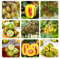 le bacche di kiwi piantano semi resistenti - Piante perenni, piante perenni resistenti, piante per il giardino albero di kiwi resistente regali per gli amanti del giardino, regali del 500pcs