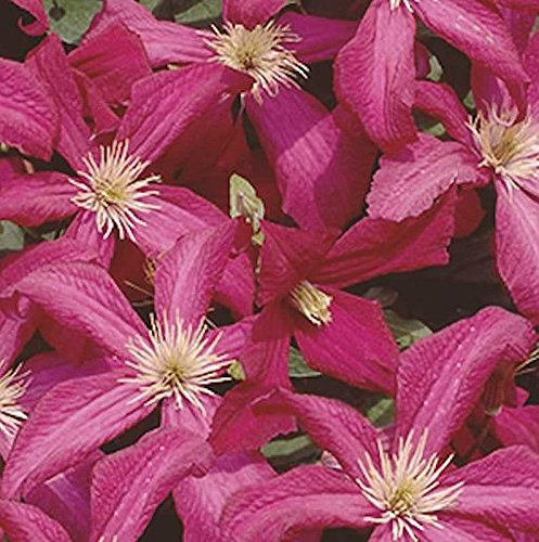 Robuste Waldrebe Madame Julia Correvon 100-125cm - Clematis viticella