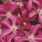 Robuste Waldrebe Madame Julia Correvon 100-125cm - Clematis viticella