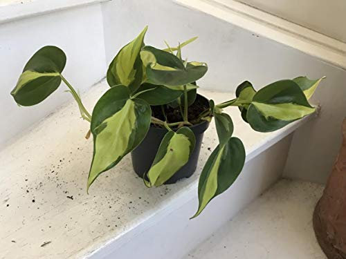 Philodendron scandens Brasil Houseplant Rare Cresce in Pot 13cm