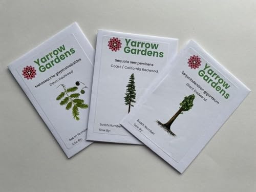 Sequoiadendron giganteum/Giant Sequoia Redwood Seeds x50 (Ethically Sourced)