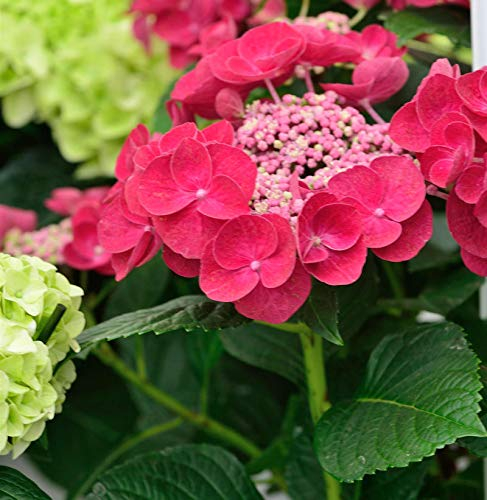 Teller Hortensie Cotton Candy 40-60cm - Hydrangea serrata - Gartenpflanze