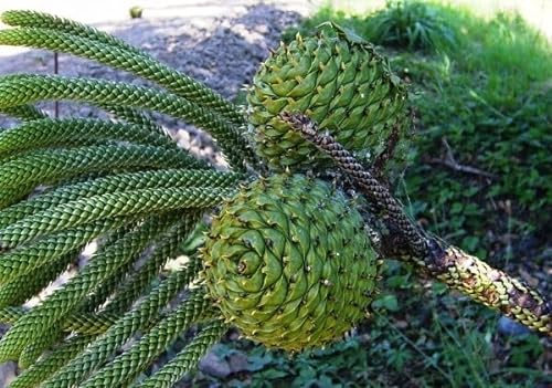 Neue frische 50 Stück Araucaria-Pflanzensamen Aachondra