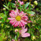 afrikanisches ringkörbchen pflanze samen - blumenwiese samen mehrjährig bodendecker pflanzen winterhart hochbeet balkon alte sorten saatgut garten pflanzen blumen garten bio saatgut 100pcs