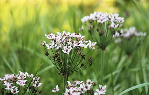 Lincolnshire Pond Plants Ltd - Marginal Aquatic Pond Plant - (Butomus Umbellatus 'Schneeweibchen') - 3Ltr Potted
