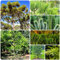 120 pcs araucaria samen - zimmerpflanzen wenig lichtbedarf,araucaria araucana, seed luftreinigende zimmerpflanzen plants garten geschenke für frauen bäume exotische pflanzen gartenpflanzen