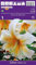 AGRONOM | LILIEN - MISTER CAS | Mehrjährige Blumenzwiebeln | Eine Mixtur Blumen | Werden in Blumengärten, Töpfen angebaut, in blühenden Rasenflächen | 1 Blumenzwiebeln