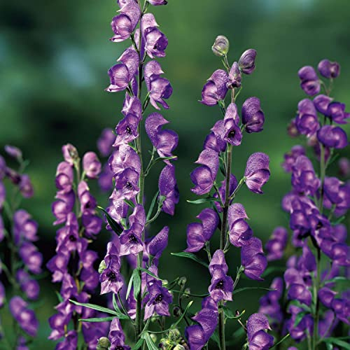 Eisenhut 'Henry Sparks'