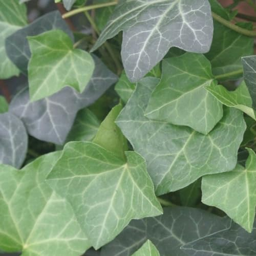 24 x Efeu 'Woerner' - Hedera helix 'Woerner' Topf 9x9cm, für 3m² : Ein vielseitiger und pflegeleichter Kletterer für Ihren Garten