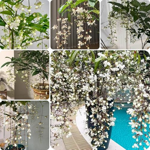 Planta de jazmín resistente - semillas decoración de balcones semillas flores plantas en macetas camas elevadas para jardín plantas interior planta maceta Clerodendrum wallichii 120pcs