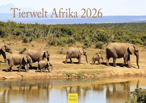 Edition Seidel Premium Kalender Tierwelt Afrika 2026 Format DIN A3 Wandkalender Tierkalender Löwen Tiger Elefanten Zebras Giraffen Erdmännchen Flamingos Savanne