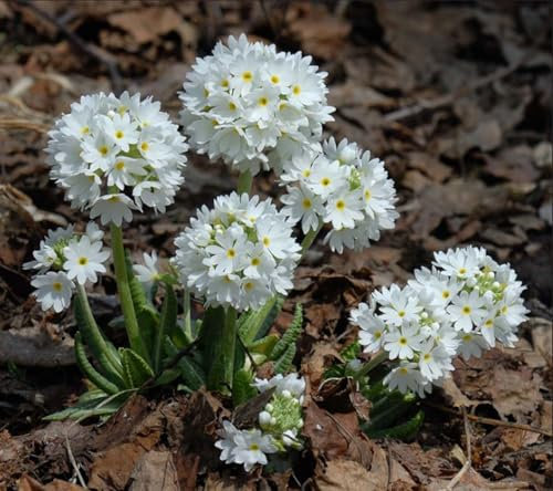 GARTHWAITE NURSERIES® : - White Primula Denticulata 1 Bare Root Perennial, Spring Flowering Mountain Plant