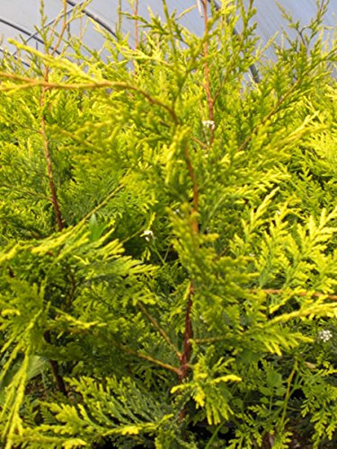 50 Golden Leylandii, (x Cupressocyparis Leylandii Castlewellan Gold) Leyland Cypress Castlewellan, 2L Pot, 60-80cm (2-2.6 ft) in Height Evergreen Conifer Hedging Trees Plants