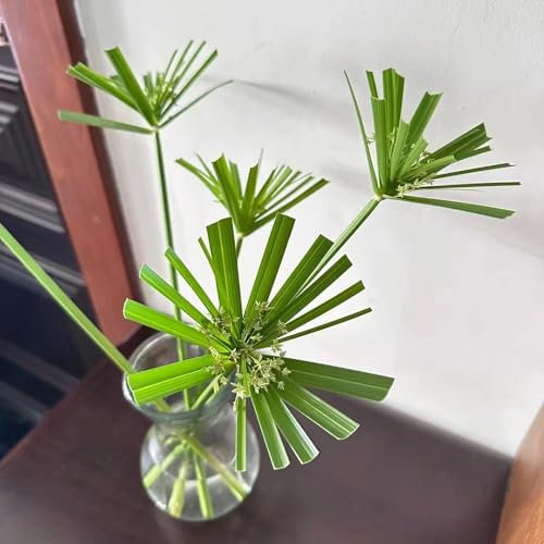 100 pcs zyperngras samen - Cyperus alternifolius - gartensamen, kübelpflanzen winterhart zyperngras zimmerpflanze garten pflanzen, steingarten pflanzen geschenke für gärtner, winterharte