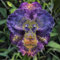 Bigougem Affen Orchideen Pflanzensamen - AffeGeichttsorchidee - Blumenwiesensamen, Steingartenpflanzen Hardy Simia samen Wildblumen Balkon Blumen Geschnittene Blumen Samen B 100pcs